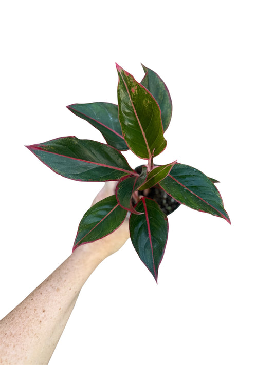 4” Agalonema Red Siam