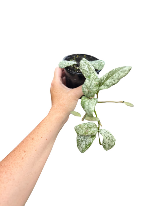 4” Hoya Waymaniae Cloudy Sky