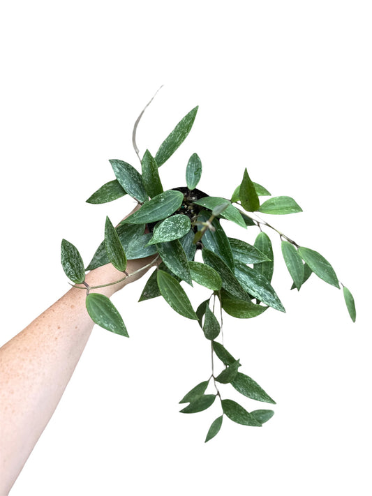 4” Hoya ‘Rangsan Splash’