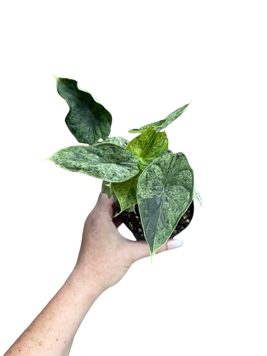 4” Alocasia ‘Dragon Scale Mint’