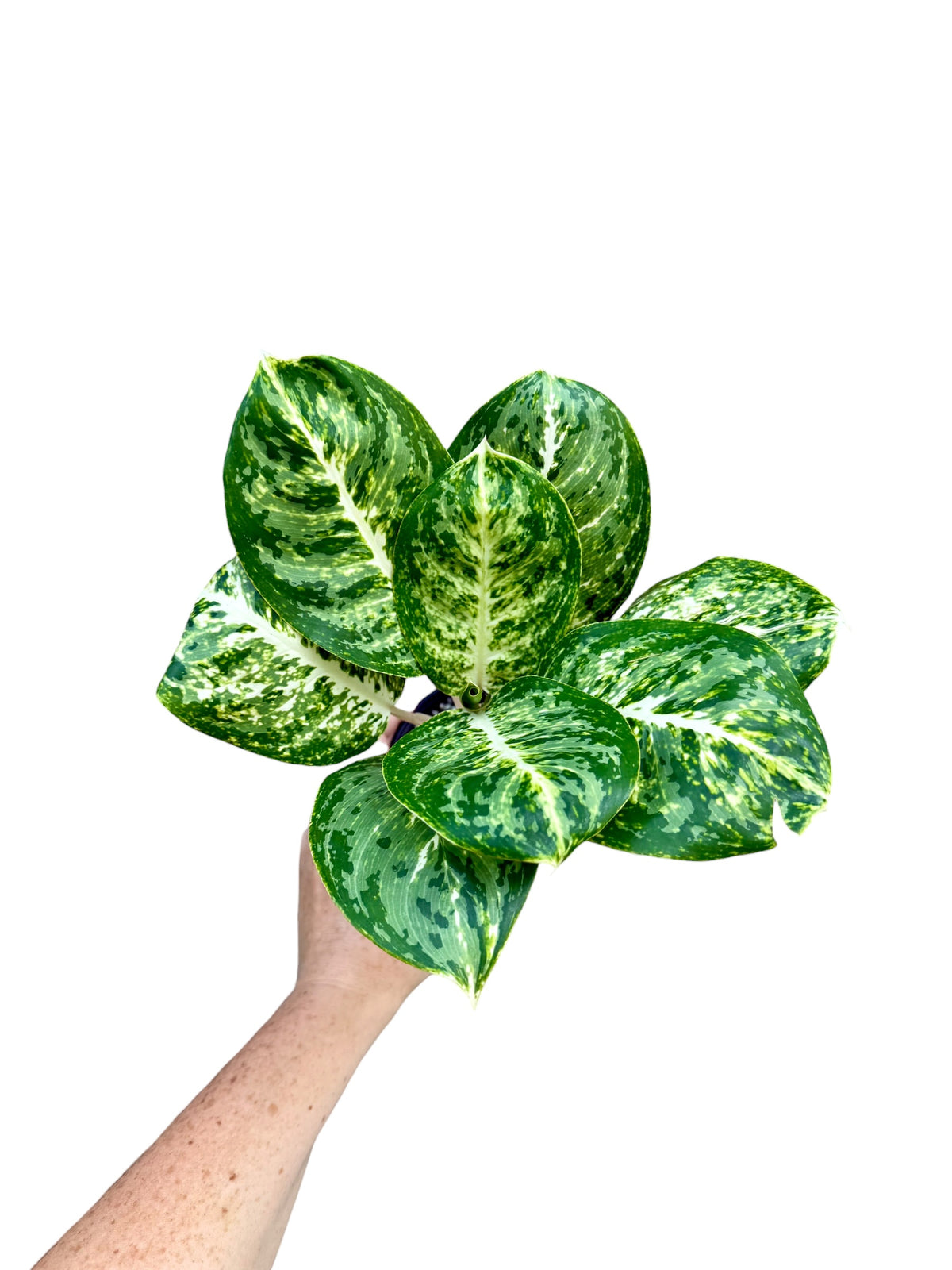 4" Aglaonema Green Papuma