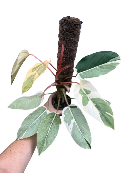 4” Philodendron Shady Lady