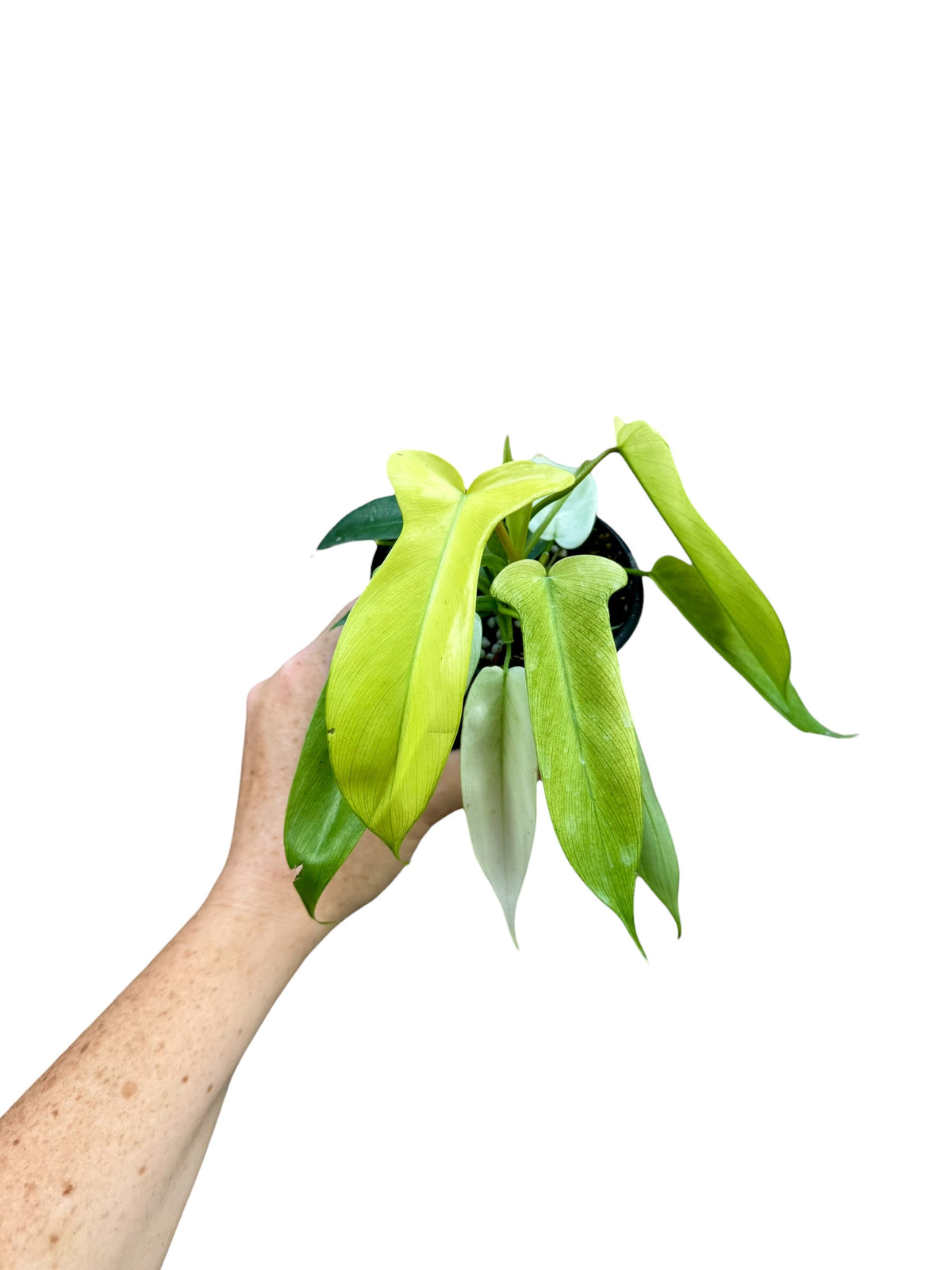 4" Philodendron Florida Ghost Mint