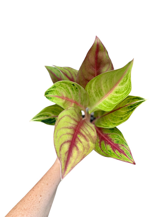 4” Aglaonema Andini