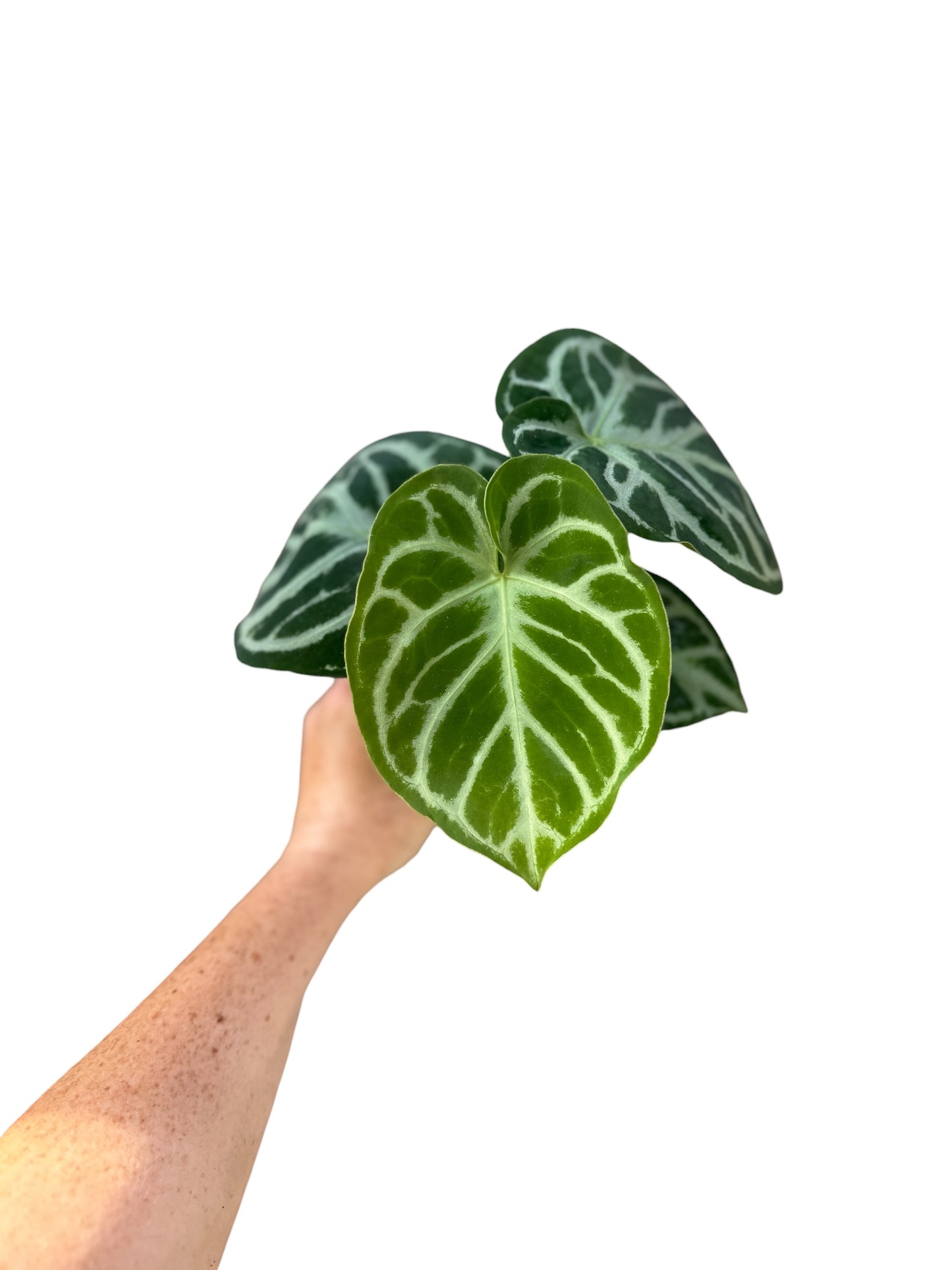 4” Anthurium Silver Bush