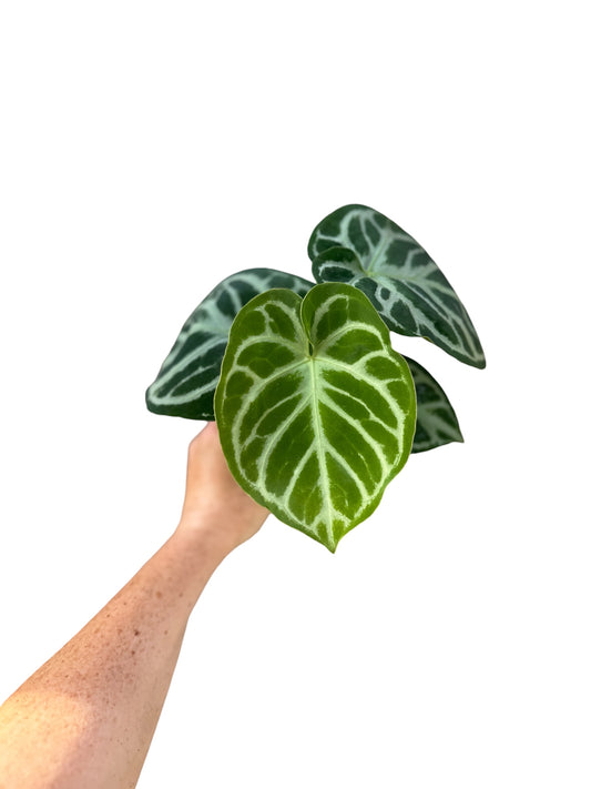4” Anthurium Silver Bush