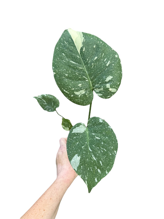 3.5” Monstera Thai Constellation