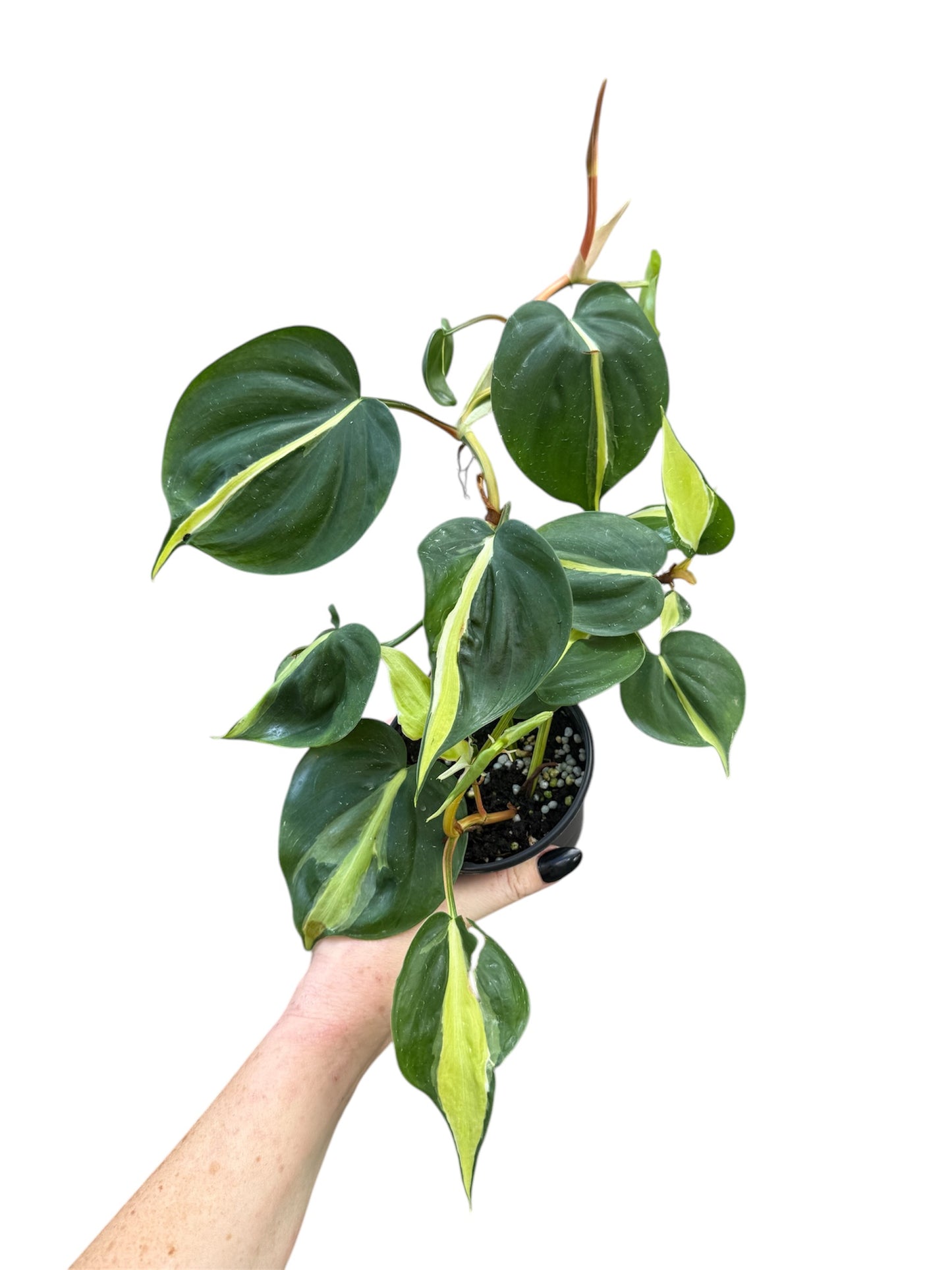 4” Philodendron Cream Splash