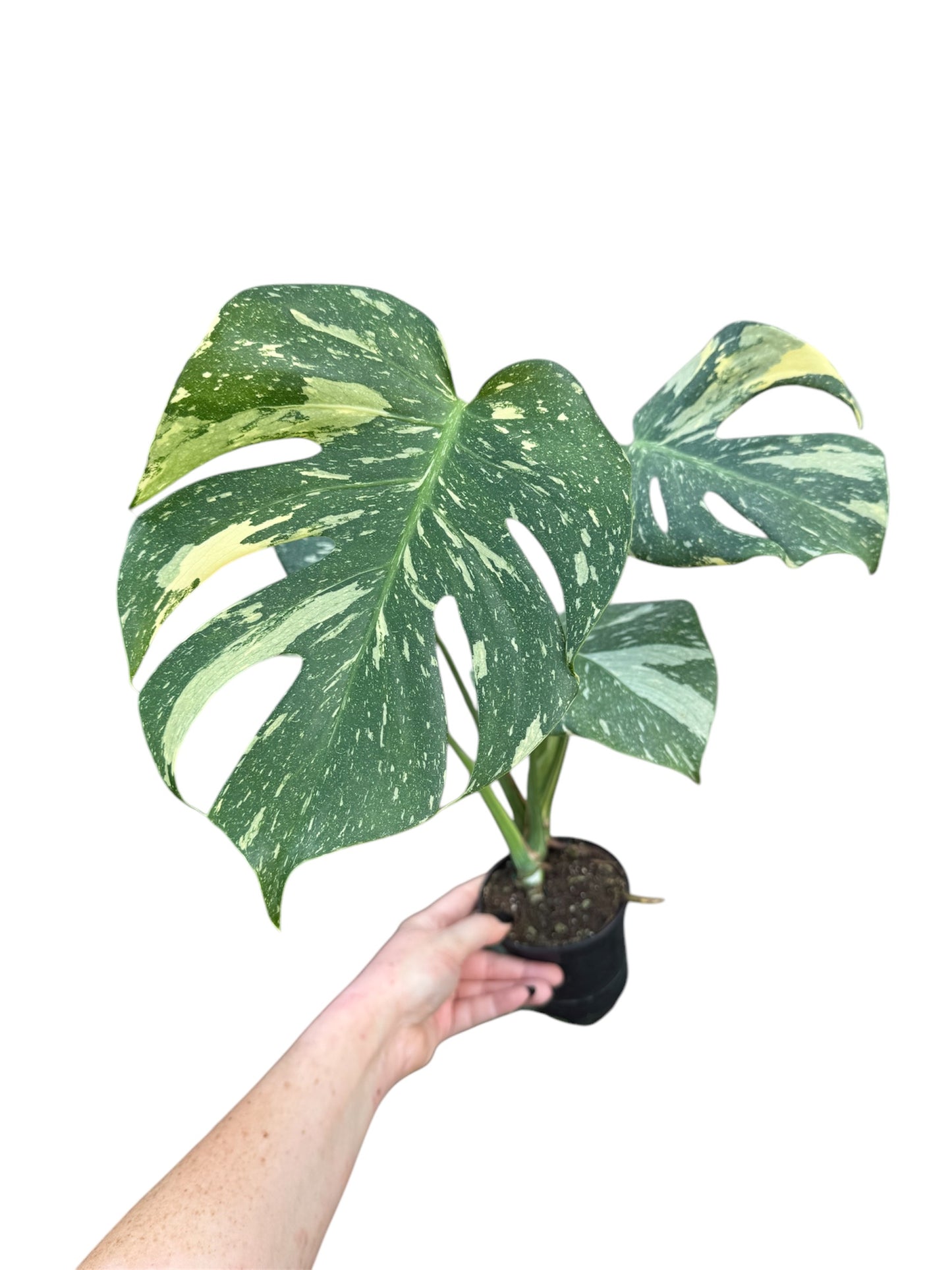 4” Monstera Thai Constellation