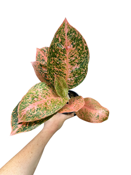 4” Aglaonema Orange Stardust