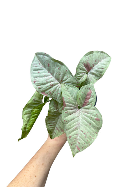 4” Syngonium Milk Confetti