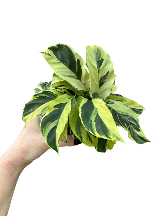 4” Calathea Louisae