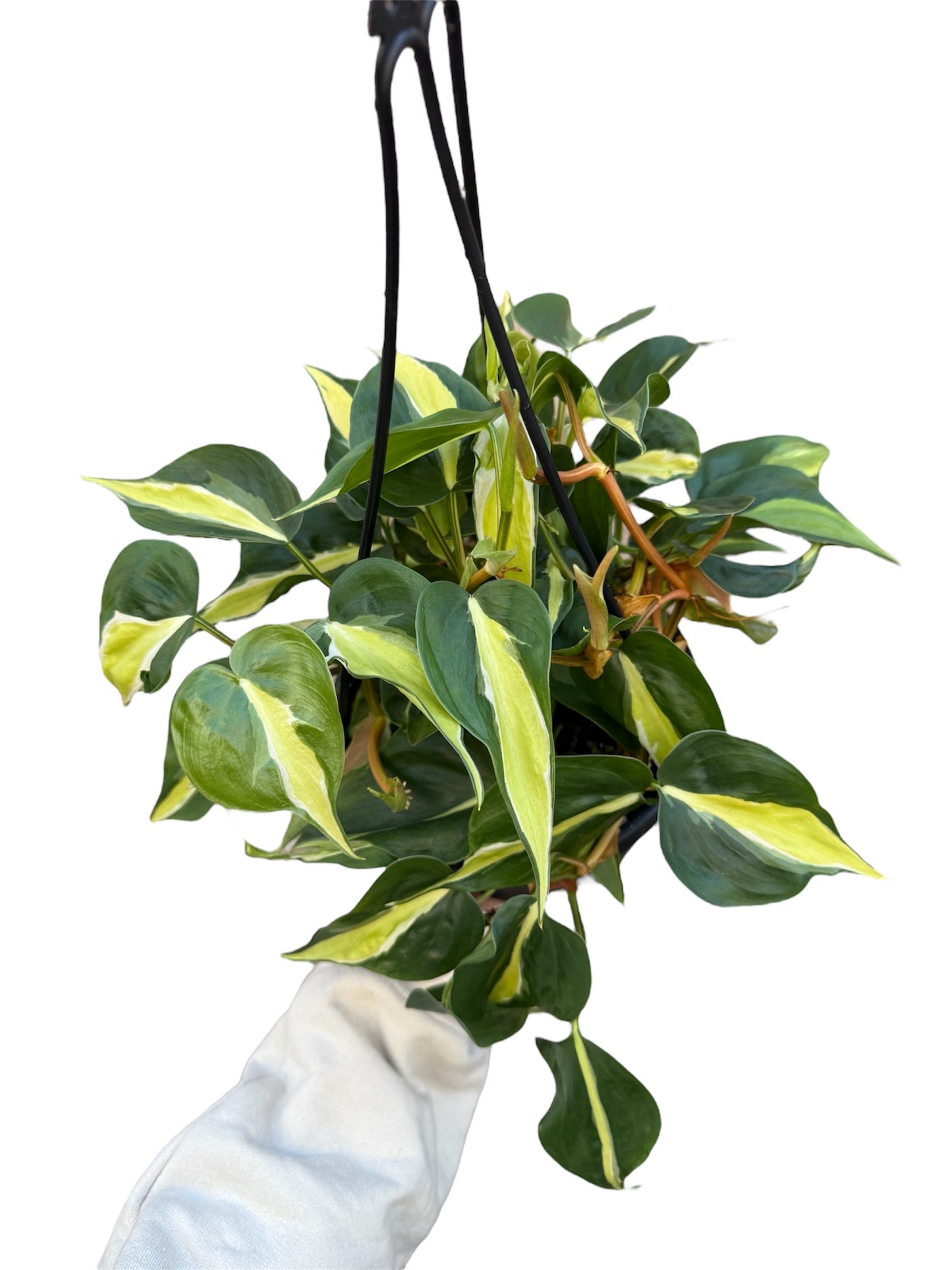 6” Philodendron Cream Splash