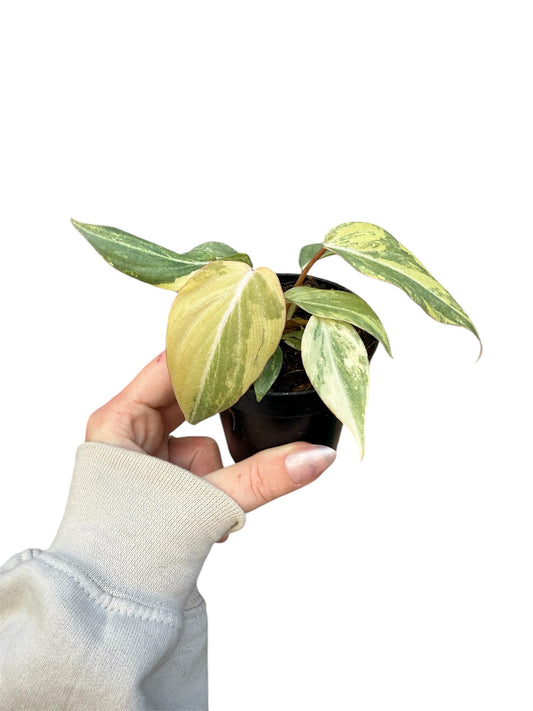 3” Philodendron Gloriosum Variegated