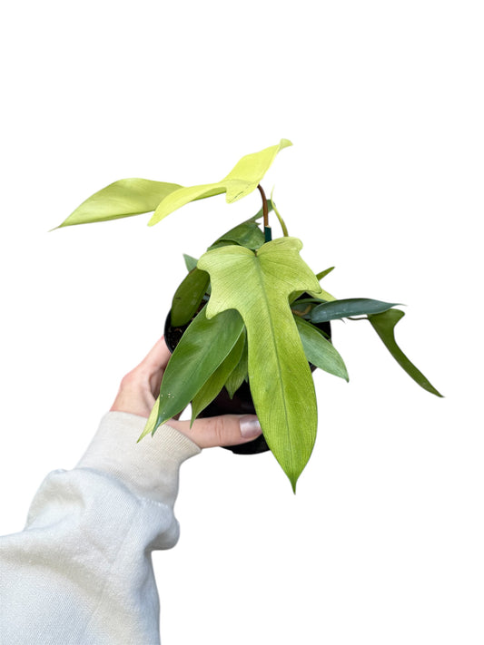 4” Philodendron Florida Ghost Mint