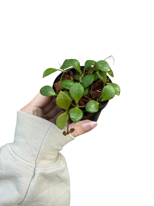 3” Hoya Carmelae