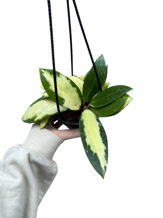 4” Hoya Acuta (Inner Variegation)