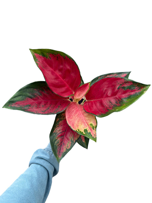 4” Aglaonema Suksom