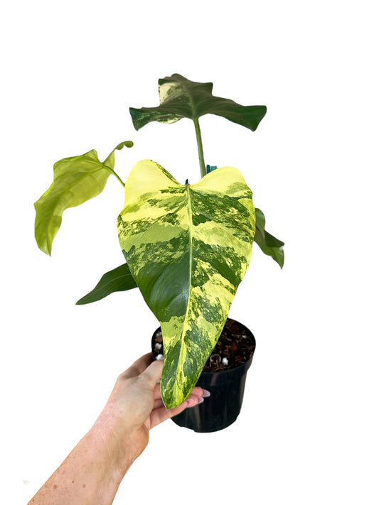 5” Philodendron Domesticum Variegated