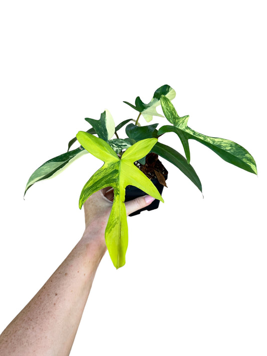 4” Philodendron Florida Beauty