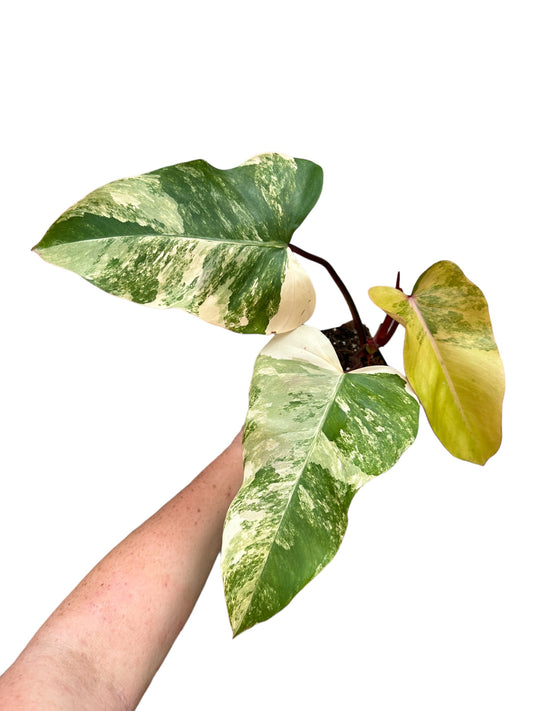 4” Philodendron Strawberry Shake