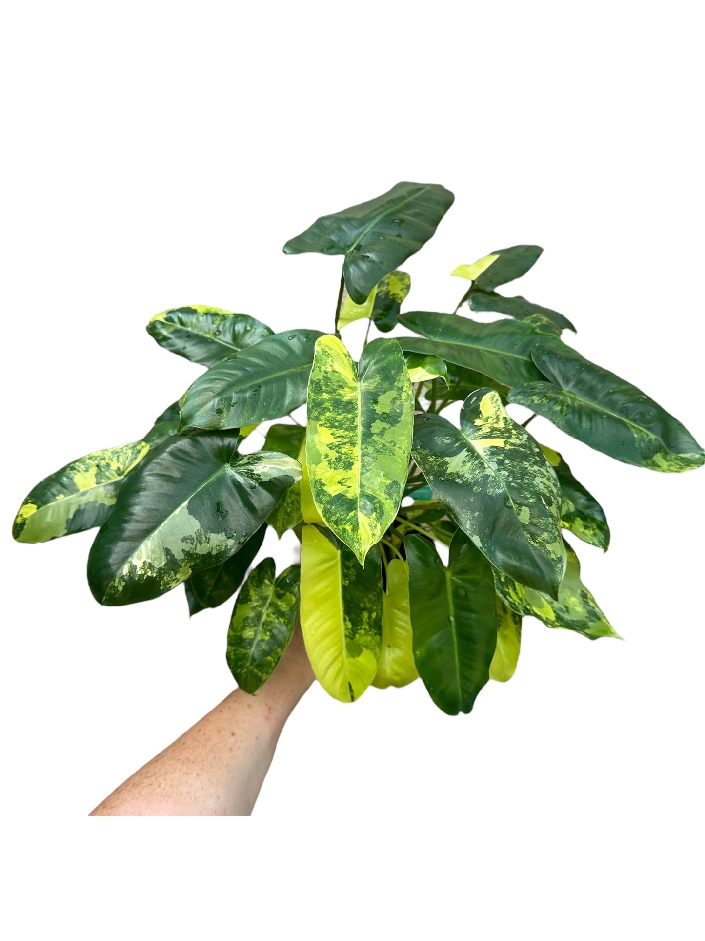 4” Philodendron Burle Marx Variegated